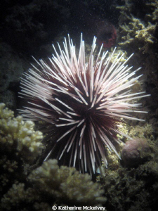 This shot is of a sea urchin taken on a night dive.  The ... by Katherine Mckelvey 